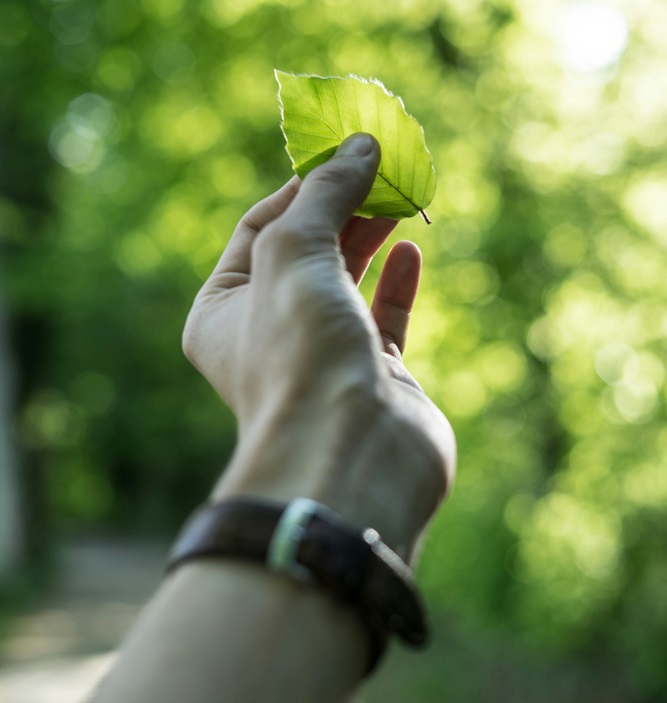 Hand holding a green leaf